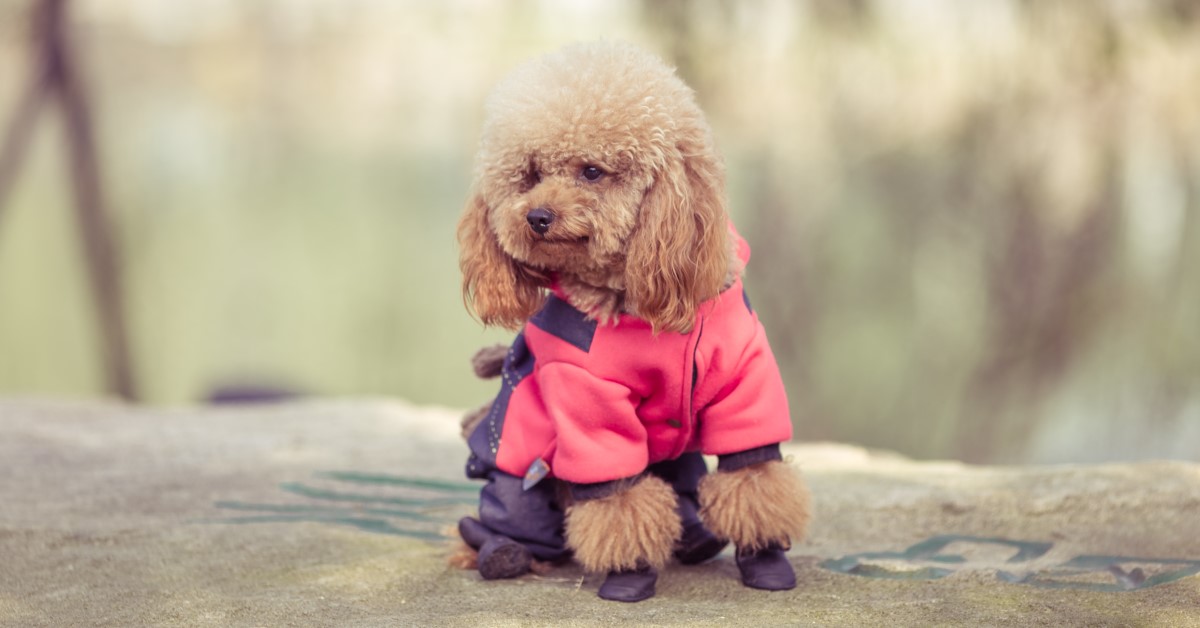 Guide to Winter Wear for Dogs